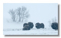 Musk Ox_ANL_6463